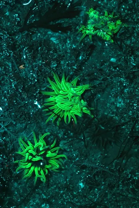 Framed Print : Snakelocks Anemone (Anemonia viridis) three adults, showing fluorescence, Kimmeridge Bay, Dorset, England, January Framed Print : Snakelocks Anemone (Anemonia viridis) three adults, showing fluorescence, Kimmeridge Bay, Dorset, England, January