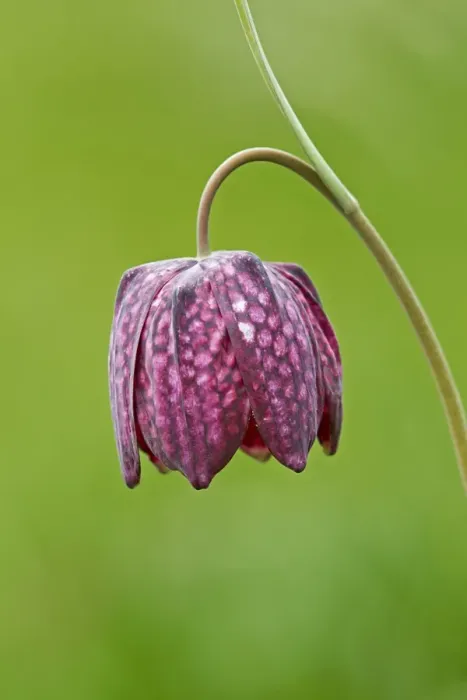 Framed Print : Snake's Head Fritillary (Fritillaria meleagris) close-up of flower, growing in damp meadow, Cricklade Meadows, Gloucestershire, England, april Framed Print : Snake's Head Fritillary (Fritillaria meleagris) close-up of flower, growing in damp meadow, Cricklade Meadows, Gloucestershire, England, april