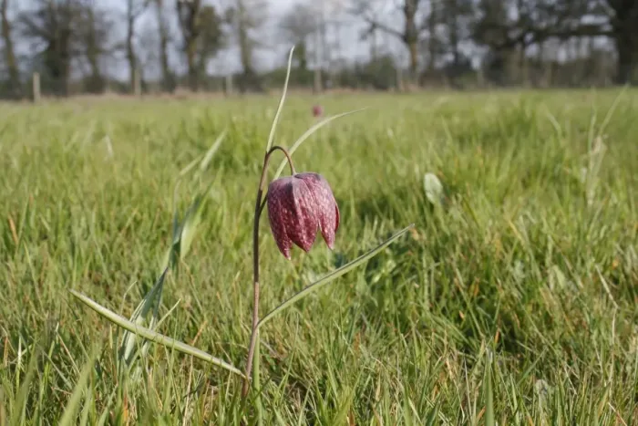Framed Print : Snakes Head Fritillary (Fritillaria meleagris) flowering, growing in meadowland, Vicarage Plantation, Mendlesham Framed Print : Snakes Head Fritillary (Fritillaria meleagris) flowering, growing in meadowland, Vicarage Plantation, Mendlesham