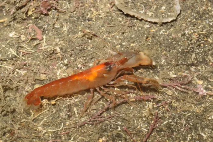 Framed Print : Snapping Prawn (Alpheus macrocheles) adult, Kimmeridge Bay, Dorset, England, January