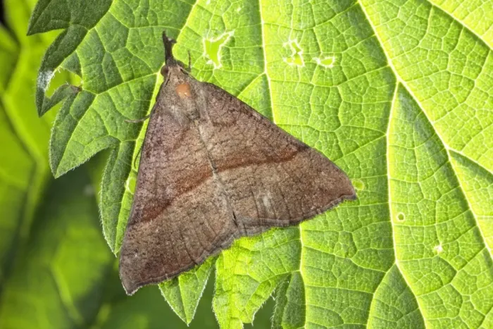 Framed Print : Snout Moth (Hypena proboscidalis) adult, resting on nettle leaf, larval foodplant, Powys, Wales, june Framed Print : Snout Moth (Hypena proboscidalis) adult, resting on nettle leaf, larval foodplant, Powys, Wales, june