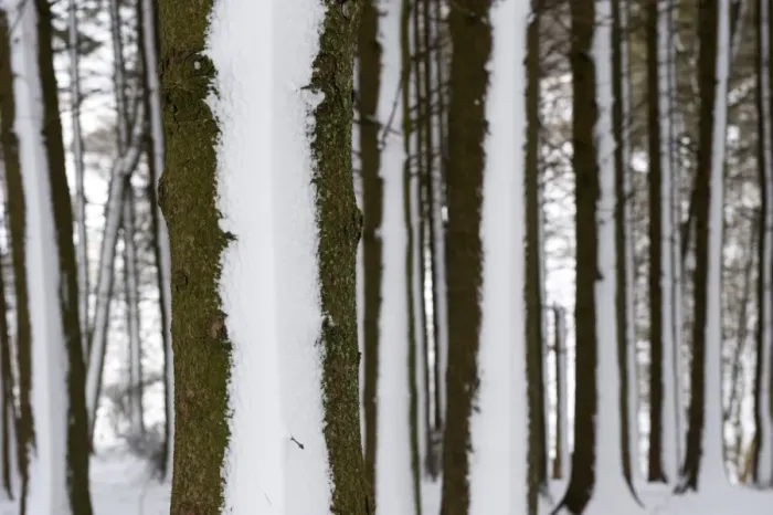 Framed Print : Snow blown onto Pine (Pinus sp. ) trunks in woodland, Cumbria, England, March Framed Print : Snow blown onto Pine (Pinus sp. ) trunks in woodland, Cumbria, England, March