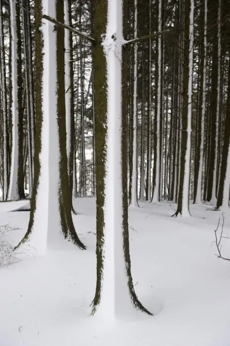 Framed Print : Snow blown onto Pine (Pinus sp. ) trunks in woodland, Cumbria, England, March