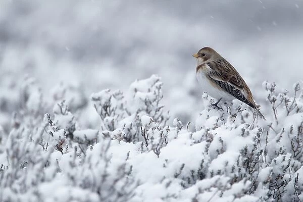 Snow Bunting (Plectrophenax nivalis) adult female, perched on snow covered heather in light snow shower, Cairngorms, Highlands, Scotland, winter