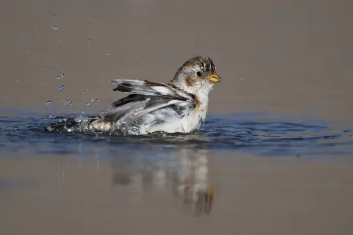 Framed Print : Snow Bunting (Plectrophenax nivalis) adult, winter plumage, bathing, Norfolk, England Framed Print : Snow Bunting (Plectrophenax nivalis) adult, winter plumage, bathing, Norfolk, England