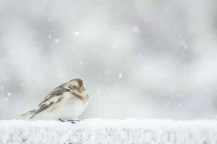 Framed Print : Snow Bunting (Plectrophenax nivalis) adult, winter plumage, standing on snow during snowfall, Scotland, February Framed Print : Snow Bunting (Plectrophenax nivalis) adult, winter plumage, standing on snow during snowfall, Scotland, February