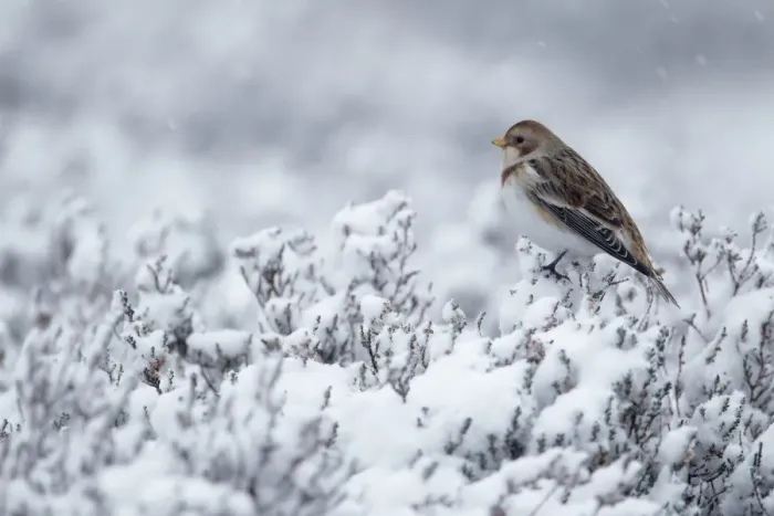 Framed Print : Snow Bunting (Plectrophenax nivalis) adult female, perched on snow covered heather in light snow shower, Cairngorms, Highlands, Scotland, winter Framed Print : Snow Bunting (Plectrophenax nivalis) adult female, perched on snow covered heather in light snow shower, Cairngorms, Highlands, Scotland, winter