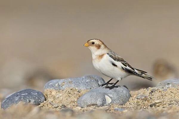 Snow Bunting (Plectrophenax nivalis) adult male, non-breeding plumage, standing on stone on beach, Suffolk, England