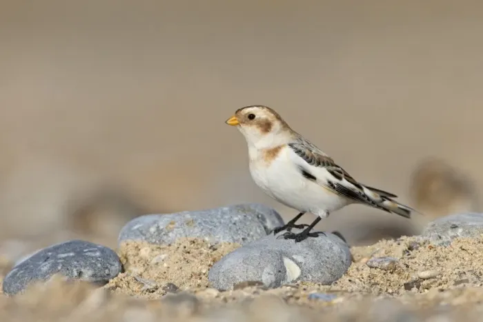 Framed Print : Snow Bunting (Plectrophenax nivalis) adult male, non-breeding plumage, standing on stone on beach, Suffolk, England Framed Print : Snow Bunting (Plectrophenax nivalis) adult male, non-breeding plumage, standing on stone on beach, Suffolk, England