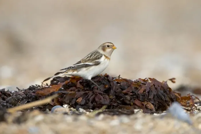 Framed Print : Snow Bunting (Plectrophenax nivalis) adult male, non-breeding plumage, standing on seaweed washed up on beach, Suffolk Framed Print : Snow Bunting (Plectrophenax nivalis) adult male, non-breeding plumage, standing on seaweed washed up on beach, Suffolk