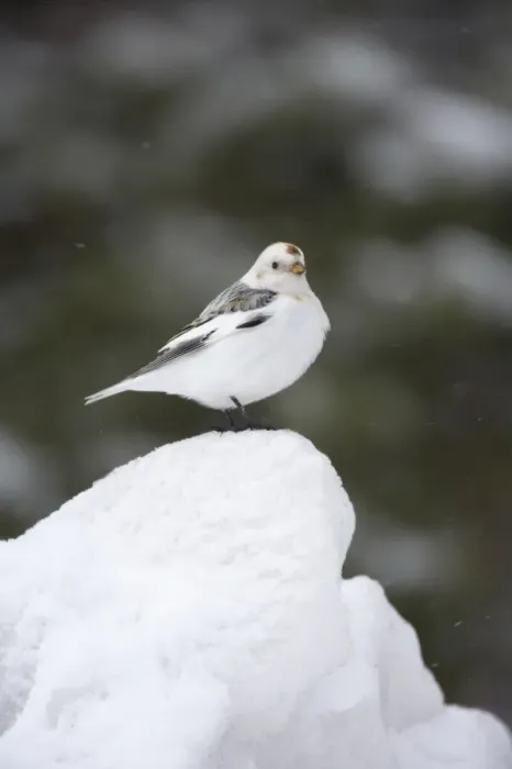 Framed Print : Snow Bunting (Plectrophenax nivalis) adult male, foraging on snow, Lapland, Finland