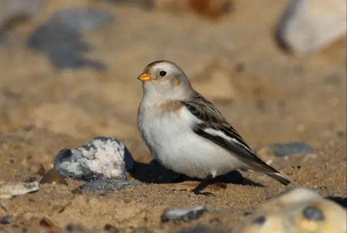 Framed Print : Snow Bunting (Plectrophenax nivalis) adult male, winter plumage, standing on sandy beach, Norfolk, England, november Framed Print : Snow Bunting (Plectrophenax nivalis) adult male, winter plumage, standing on sandy beach, Norfolk, England, november