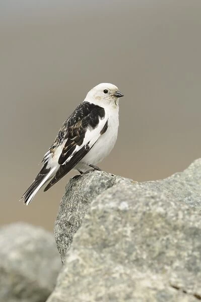 Snow Bunting (Plectrophenax nivalis) adult male, breeding plumage, perched on rock, Iceland, June