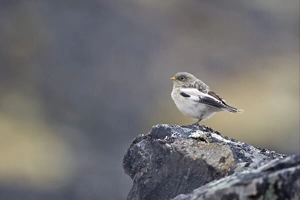 Snow Bunting (Plectrophenax nivalis) juvenile, perched on rock, Spitzbergen, Svalbard, july