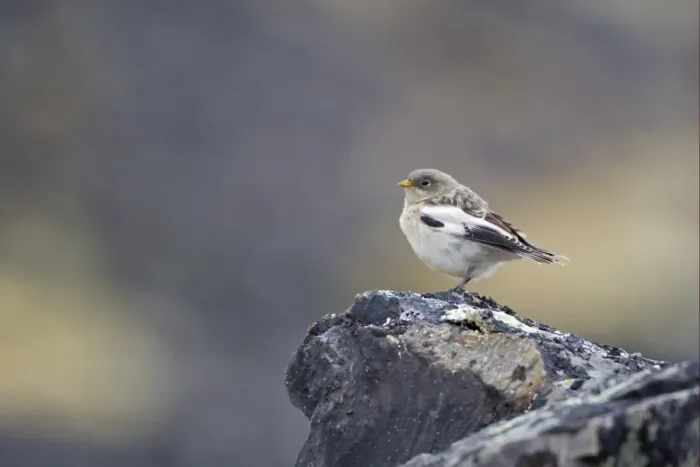 Framed Print : Snow Bunting (Plectrophenax nivalis) juvenile, perched on rock, Spitzbergen, Svalbard, july