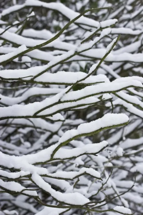 Framed Print : Snow covered bare twigs in garden, Dorset, England, december Framed Print : Snow covered bare twigs in garden, Dorset, England, december