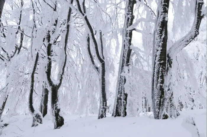 Framed Print : Snow covered Beech (Fagus sp. ) trees in forest, Bulgaria, winter Framed Print : Snow covered Beech (Fagus sp. ) trees in forest, Bulgaria, winter