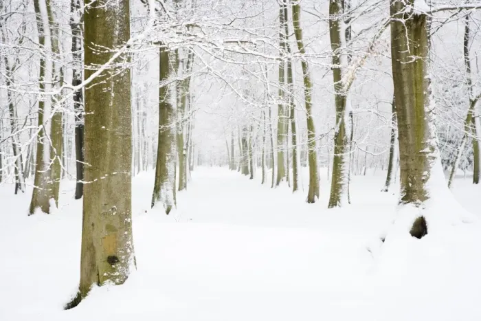 Framed Print : Snow covered deciduous woodland habitat, Brentwood, Essex, England, february Framed Print : Snow covered deciduous woodland habitat, Brentwood, Essex, England, february