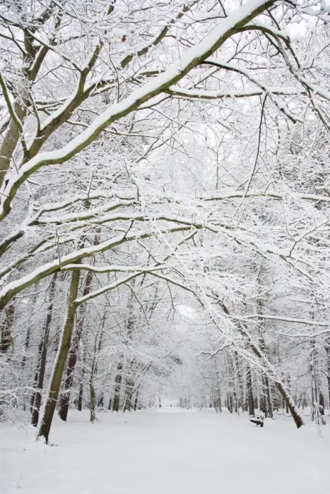 Framed Print : Snow covered deciduous woodland habitat, Brentwood, Essex, England, february Framed Print : Snow covered deciduous woodland habitat, Brentwood, Essex, England, february