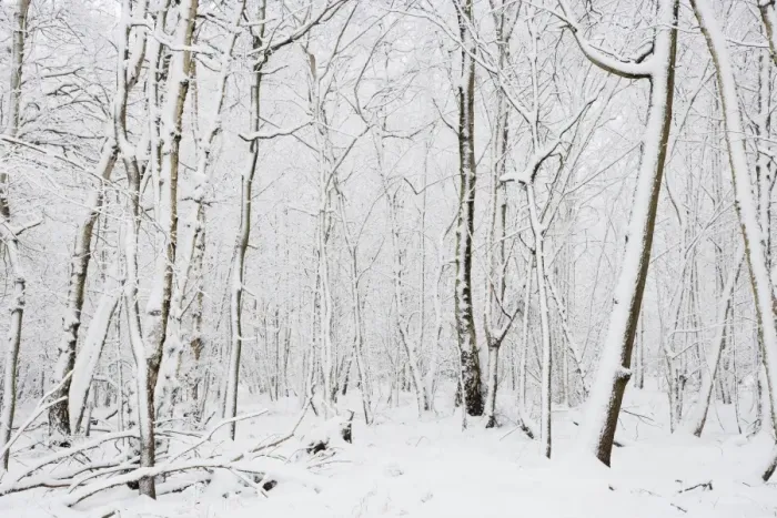 Framed Print : Snow covered deciduous woodland habitat, Brentwood, Essex, England, february