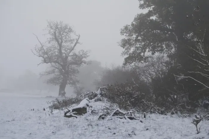 Framed Print : Snow covered ground and trees in fog, Moreton, Dorset, England, december