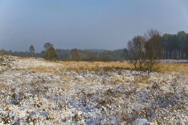 Snow covered heathland habitat in afternoon sunshine, Moreton, Dorset, England, december