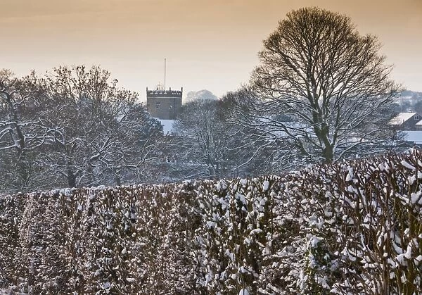 Snow covered hedgerow and tree in evening, with church tower in distance, Chipping, Lancashire, England, december