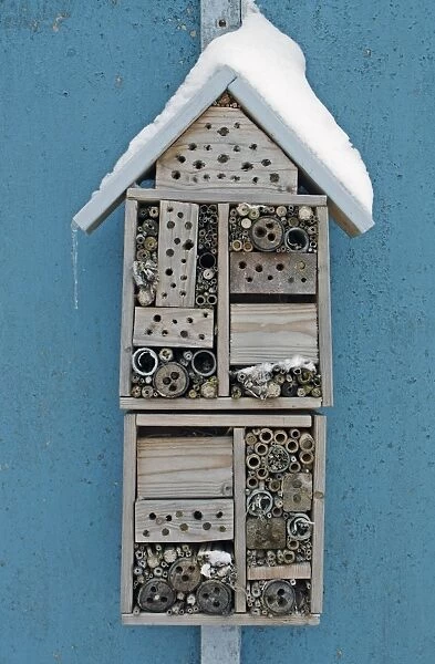 Snow covered insect hotel built to attract solitary bees, fixed to shed in garden, Bacton, Suffolk, England, March