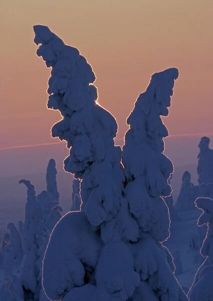 Snow covered Norway Spruce (Picea abies) trees, in boreal coniferous forest at dawn, Rusko, Finland, february