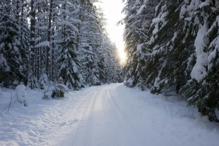 Framed Print : Snow covered road through coniferous forest, Sweden, december Framed Print : Snow covered road through coniferous forest, Sweden, december