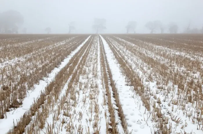 Framed Print : Snow covered stubble field with oak trees in fog, Southrepps, Norfolk, England, december Framed Print : Snow covered stubble field with oak trees in fog, Southrepps, Norfolk, England, december