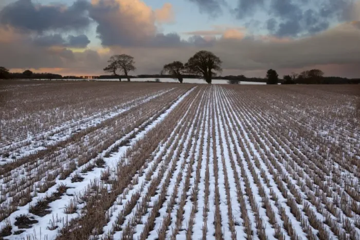 Framed Print : Snow covered stubble field with oak trees at sunset, Langham, Norfolk, England, december Framed Print : Snow covered stubble field with oak trees at sunset, Langham, Norfolk, England, december
