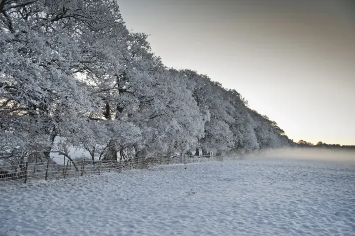 Framed Print : Snow covered trees and pasture, with mist at sunset, Meathop, Grange-over-Sands, Cumbria, England, december Framed Print : Snow covered trees and pasture, with mist at sunset, Meathop, Grange-over-Sands, Cumbria, England, december