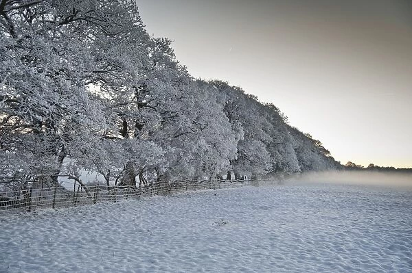 Snow covered trees and pasture, with mist at sunset, Meathop, Grange-over-Sands, Cumbria, England, december