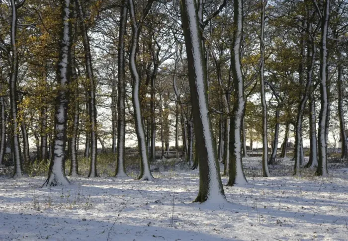 Framed Print : Snow covered trees in woodland, Wetheral, Carlisle, Cumbria, England, november Framed Print : Snow covered trees in woodland, Wetheral, Carlisle, Cumbria, England, november