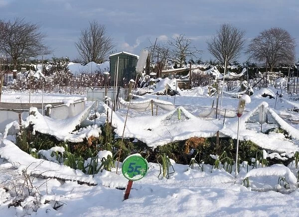 Snow covered urban allotment with brassicas and leeks, Norwich, Norfolk, England, January