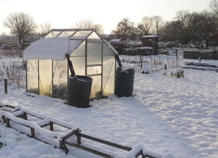 Framed Print : Snow covered urban allotment with greenhouse, Norwich, Norfolk, England, January Framed Print : Snow covered urban allotment with greenhouse, Norwich, Norfolk, England, January
