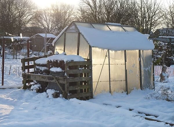 Snow covered urban allotment with greenhouse and compost bins, Norwich, Norfolk, England, January