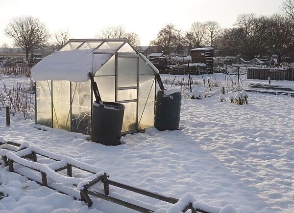 Snow covered urban allotment with greenhouse, Norwich, Norfolk, England, January