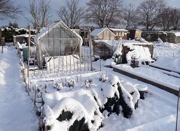 Snow covered urban allotment with greenhouses, Norwich, Norfolk, England, January