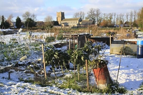 Snow covered village allotments with Brussels Sprout (Brassica oleracea) crop, with church in background, St