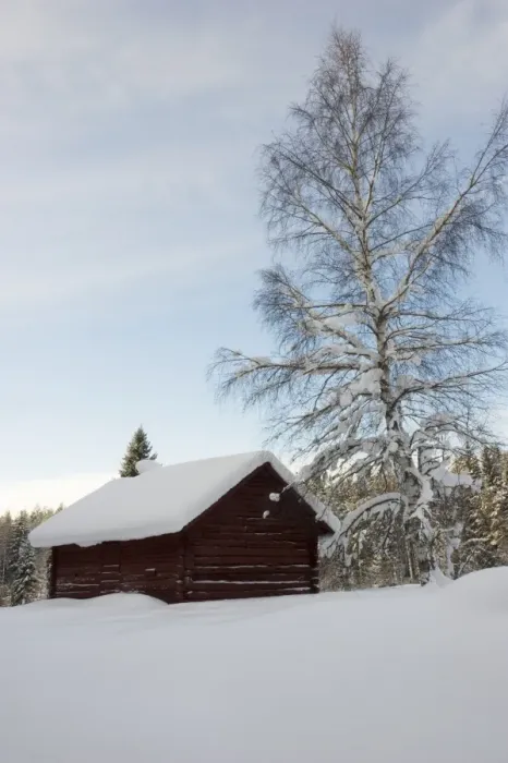 Framed Print : Snow covered wooden barn and birch tree, Sweden, december Framed Print : Snow covered wooden barn and birch tree, Sweden, december