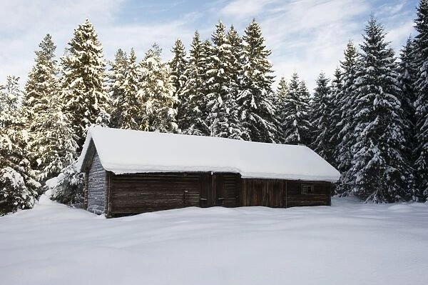 Snow covered wooden barn and conifer trees, Sweden, december