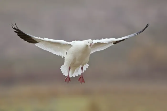 Framed Print : Snow Goose (Chen caerulescens) adult, in flight, landing, Bosque del Apache National Wildlife Refuge, New Mexico, U. S. A. december Framed Print : Snow Goose (Chen caerulescens) adult, in flight, landing, Bosque del Apache National Wildlife Refuge, New Mexico, U. S. A. december