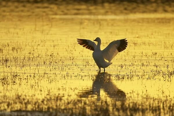 Snow Goose (Chen caerulescens) adult, with wings spread, standing in water at sunset, Bosque del Apache National Wildlife Refuge, New Mexico, U. S. A