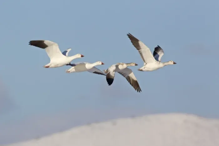 Framed Print : Snow Goose (Chen caerulescens) adult pair with two juveniles, family in flight over snow covered hills, Bosque del Apache National Wildlife Refuge, New Mexico, U. S. A. december