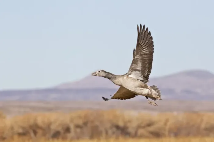 Framed Print : Snow Goose (Chen caerulescens) blue phase, juvenile, in flight, taking off, Bosque del Apache National Wildlife Refuge, New Mexico, U. S. A. november Framed Print : Snow Goose (Chen caerulescens) blue phase, juvenile, in flight, taking off, Bosque del Apache National Wildlife Refuge, New Mexico, U. S. A. november