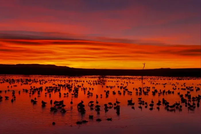 Framed Print : Snow Goose (Chen caerulescens) flock, roosting on lake habitat, silhouetted at sunrise Framed Print : Snow Goose (Chen caerulescens) flock, roosting on lake habitat, silhouetted at sunrise