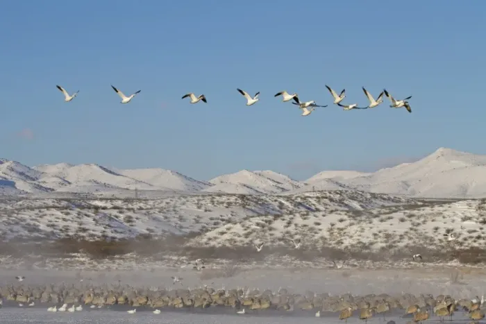 Framed Print : Snow Goose (Chen caerulescens) and Sandhill Crane (Grus canadensis) mixed flock, in flight and resting on frozen lake, with snow covered hills in background, Bosque del Apache National Wildlife Refuge, New Mexico, U. S. A. december Framed Print : Snow Goose (Chen caerulescens) and Sandhill Crane (Grus canadensis) mixed flock, in flight and resting on frozen lake, with snow covered hills in background, Bosque del Apache National Wildlife Refuge, New Mexico, U. S. A. december