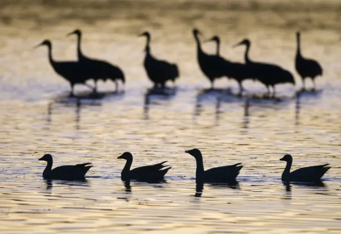 Framed Print : Snow Goose (Chen caerulescens) and Sandhill Crane (Grus canadensis) mixed flock, silhouetted on water at sunrise, Bosque del Apache National Wildlife Refuge, New Mexico, U. S. A. january